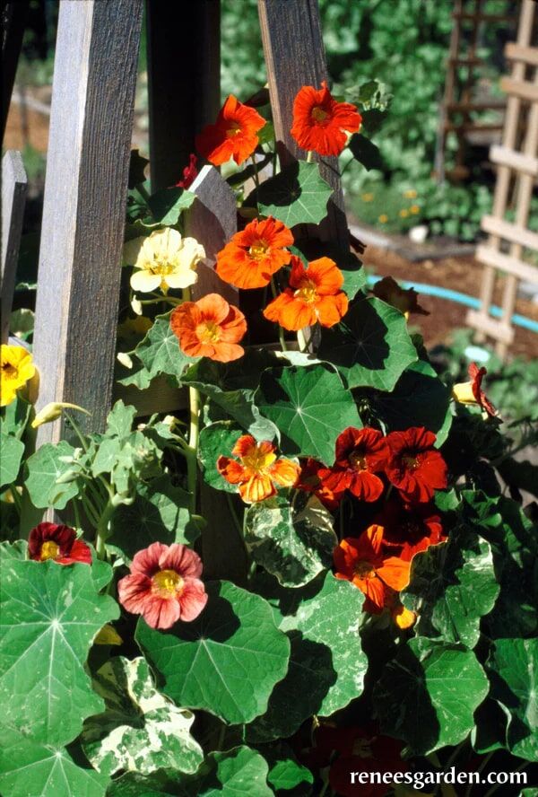 Renee's Garden Climbing Nasturtiums Amazon Jewel Seeds