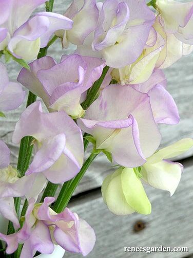 Renee's Garden Fragrant Sweet Peas April in Paris Seeds