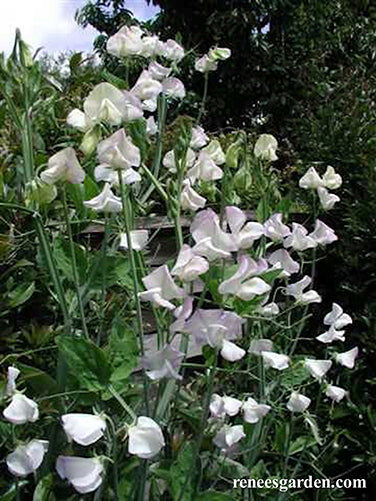 Renee's Garden Fragrant Sweet Peas April in Paris Seeds
