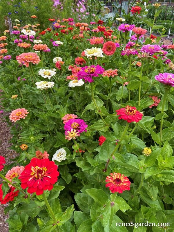 Renee's Garden Florist's Zinnias Blue Ribbon Bouquet Seeds