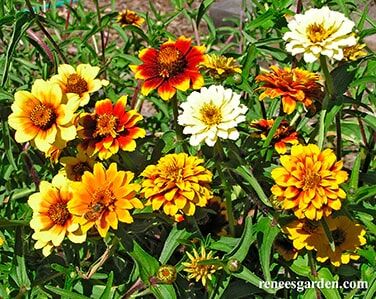 Renee's Garden Heirloom Butterfly Zinnias Persian Carpet Seeds