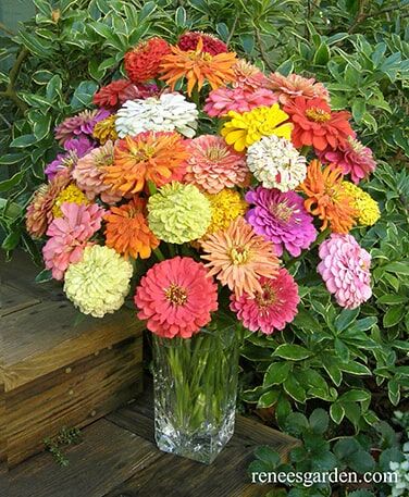 Renee's Garden Heirloom Zinnias Granny's Bouquet Seeds