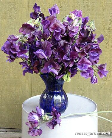Renee's Garden Heirloom Bouquet Sweet Peas North Shore Seeds