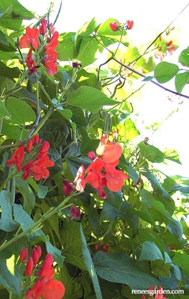 Renee's Garden Magic Beanstalk Scarlet Runner Bean Seeds