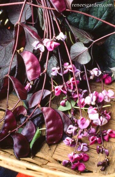 Renee's Garden Heirloom Flowering Vine Purple Hyacinth Bean Seeds