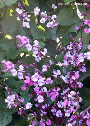 Renee's Garden Heirloom Flowering Vine Purple Hyacinth Bean Seeds