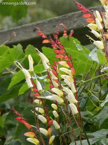 Renee's Garden Heirloom Mina Lobata Exotic Love Vine Seeds
