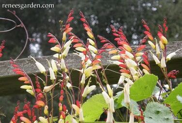 Renee's Garden Heirloom Mina Lobata Exotic Love Vine Seeds