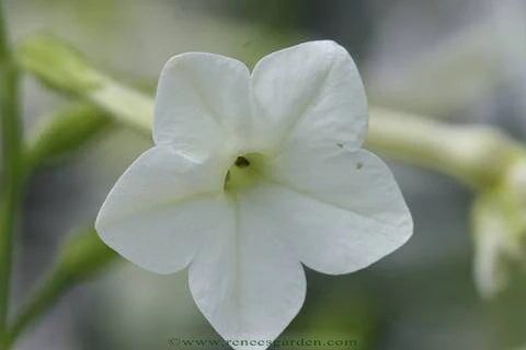 Renee's Garden Heirloom Nicotiana Jasmine Alata Seeds