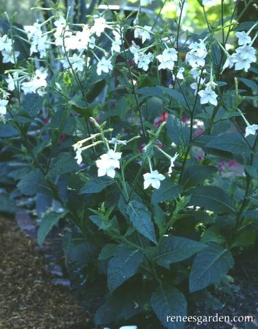 Renee's Garden Heirloom Nicotiana Jasmine Alata Seeds