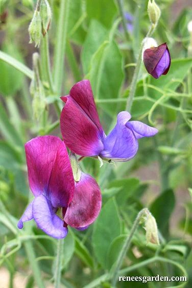 Renee's Garden Heirloom Sweet Peas Cupani's Original Seeds