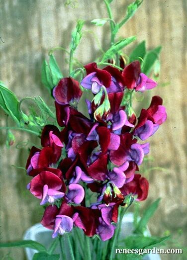 Renee's Garden Heirloom Sweet Peas Cupani's Original Seeds