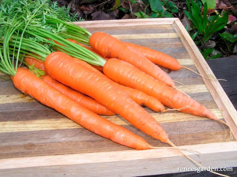 Renee's Garden Long Sweet Carrots King Midas Seeds