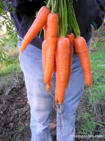 Renee's Garden Long Sweet Carrots King Midas Seeds