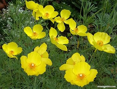 Renee's Garden Heirloom Butterfly Flowers Mexican Tulip Poppy Seeds