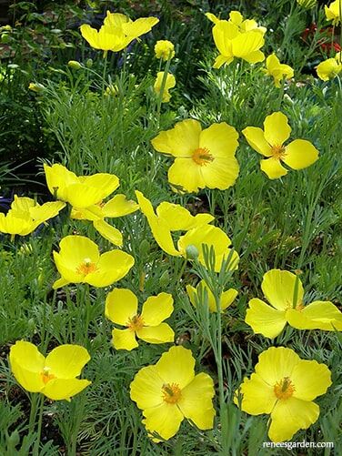 Renee's Garden Heirloom Butterfly Flowers Mexican Tulip Poppy Seeds