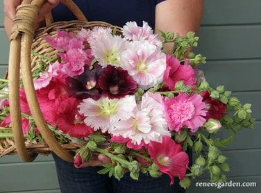 Renee's Garden Old Fashioned Hollyhocks Indian Spring Seeds
