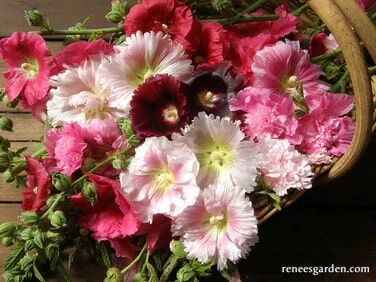 Renee's Garden Old Fashioned Hollyhocks Indian Spring Seeds