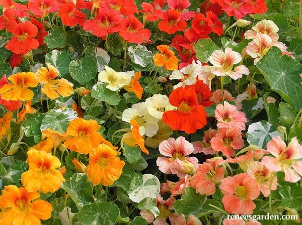 Renee's Garden Heirloom Nasturtiums Alaska Mix Seeds
