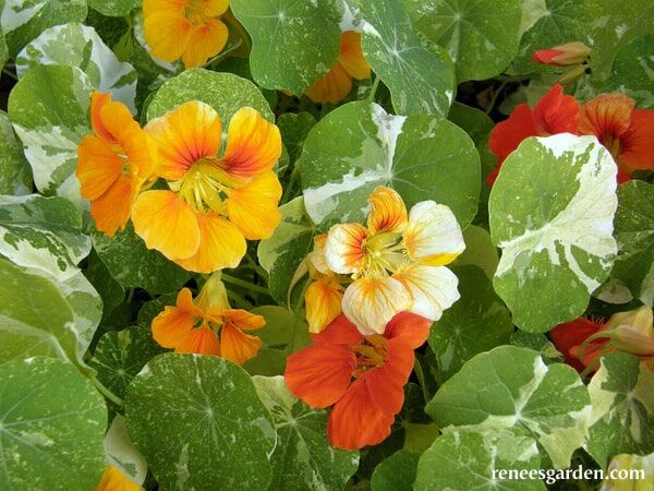 Renee's Garden Heirloom Nasturtiums Alaska Mix Seeds