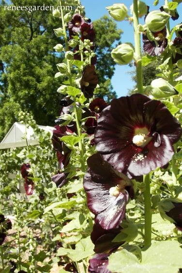 Renee's Garden Heirloom Hollyhocks Black Watchman Seeds