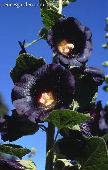 Renee's Garden Heirloom Hollyhocks Black Watchman Seeds
