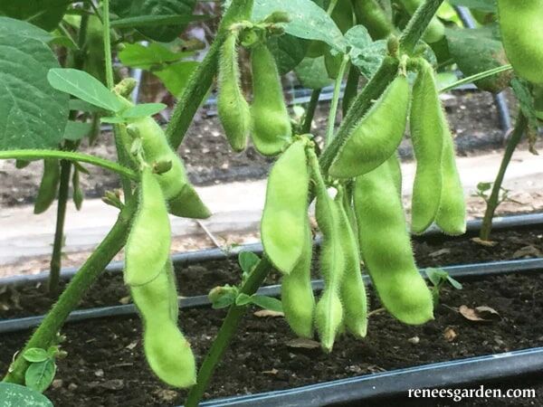 Renee's Garden Fresh Soy Beans Edamame Seeds