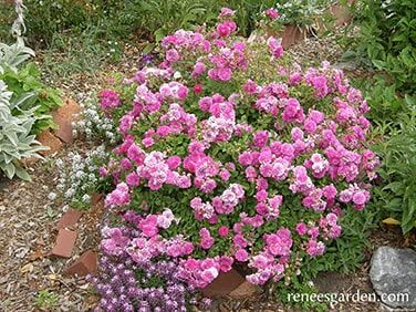 Renee's Garden Heirloom Miniature Roses Angel Wings Seeds