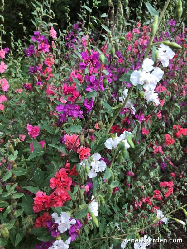 Renee's Garden Heirloom Flowers Mountain Garland Clarkia Seeds