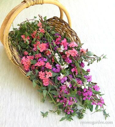 Renee's Garden Heirloom Flowers Mountain Garland Clarkia Seeds