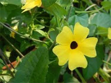 Renee's Garden Old-Fashioned Thunbergia Black-Eyed Susan Vine Seeds