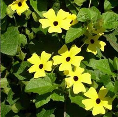 Renee's Garden Old-Fashioned Thunbergia Black-Eyed Susan Vine Seeds