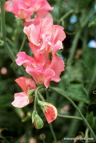Renee's Garden Heirloom Sweet Peas Watermelon Seeds