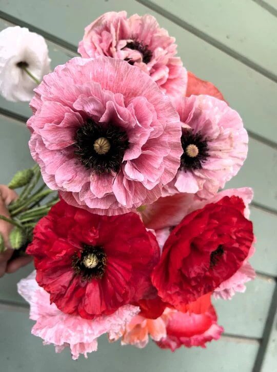 Renee's Garden Shirley Poppies Angels' Choir Seeds