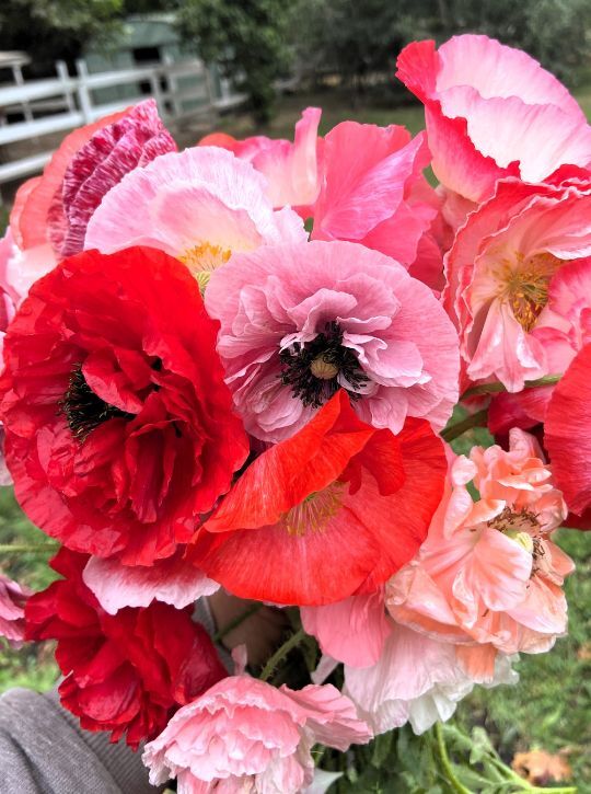 Renee's Garden Shirley Poppies Angels' Choir Seeds