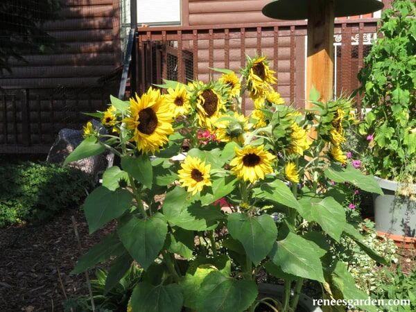 Renee's Garden Container Sunflowers Junior Seeds