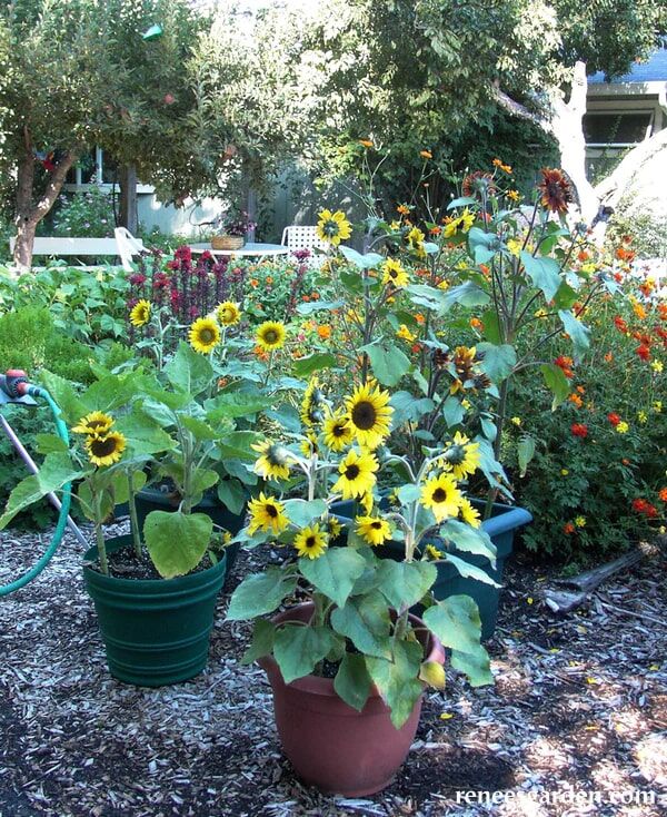 Renee's Garden Container Sunflowers Junior Seeds