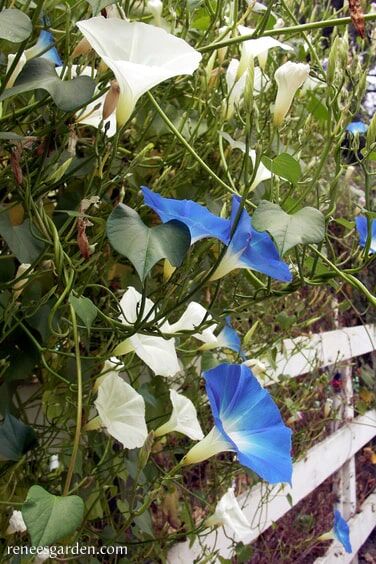 Renee's Garden Heirloom Morning Glory Mailbox Mix Seeds