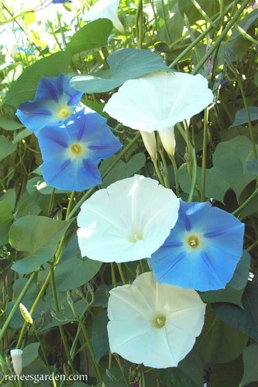 Renee's Garden Heirloom Morning Glory Mailbox Mix Seeds