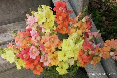 Renee's Garden Butterfly Snapdragons Chantilly Seeds