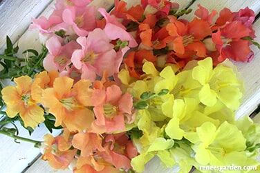 Renee's Garden Butterfly Snapdragons Chantilly Seeds