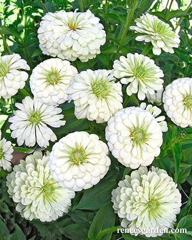 Renee's Garden Heirloom Butterfly Zinnias Polar Bear Seeds