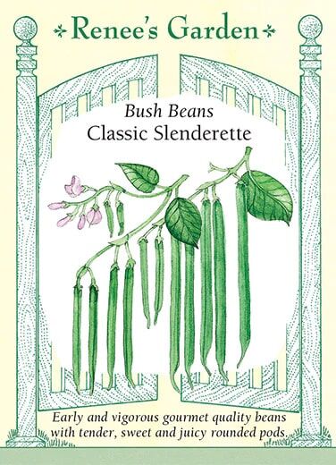 Renee's Garden Bush Bean Classic Slenderette Seeds