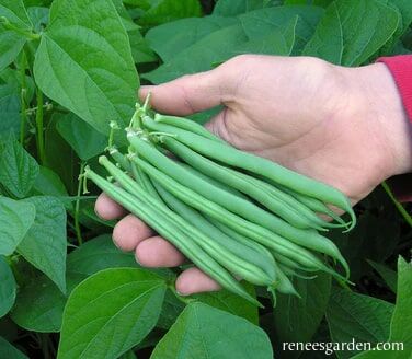 Renee's Garden Bush Bean Classic Slenderette Seeds