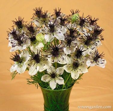 Renee's Garden Heirloom White Nigella Bridal Veil Seeds