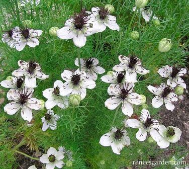 Renee's Garden Heirloom White Nigella Bridal Veil Seeds