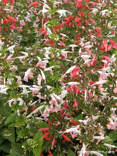 Renee's Garden Container/Pollinator Salvia Bee Heaven Seeds