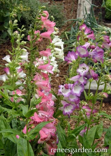 Renee's Garden Hummingbird Penstemon Wedding Bells Seeds
