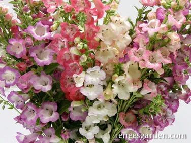 Renee's Garden Hummingbird Penstemon Wedding Bells Seeds