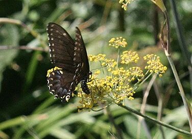 Renee's Garden Butterfly Flowers Swallowtail Fennel Seeds